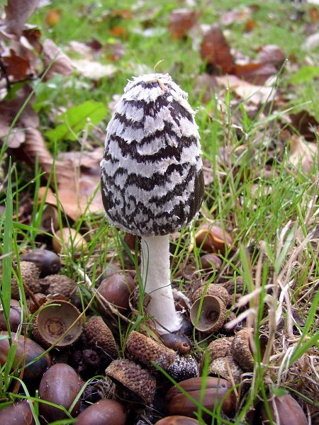 2009-10-31-Balade naturaliste à La Celle les Bordes